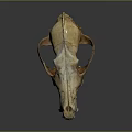 Detailed Mammal Skull With Prominent Teeth And Bone Structure On Dark Reflective Background