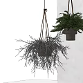 Stylish Hanging Basket Plants With Lush Green Foliage Against White Wall Background