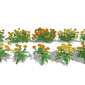 Vibrant Marigold Flowers in Red Orange Yellow Hues with Green Leaves Garden