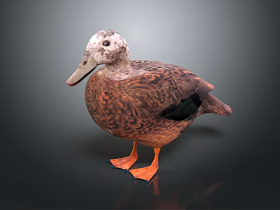 Brown Duck With White Head Black Wing Patch And Orange Feet Standing On Dark Background 3d model
