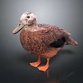 Brown Duck With White Head Black Wing Patch And Orange Feet Standing On Dark Background
