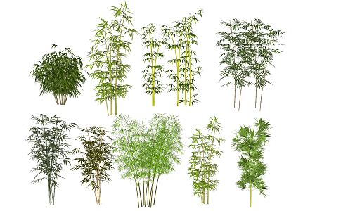 Modern bamboo landscape bamboo monomer plant bamboo 3d model