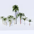 Various Tropical Palm Trees With Different Sizes And Trunk Textures For Landscaping 3d model