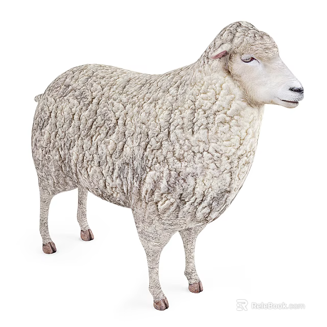 White Fluffy Sheep Standing With Thick Woolly Coat In Full Body View 3d model 