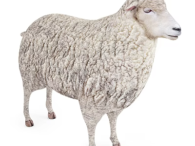 White Fluffy Sheep Standing With Thick Woolly Coat In Full Body View 3d model