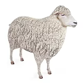 White Fluffy Sheep Standing With Thick Woolly Coat In Full Body View