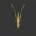Green And Brown Grasshopper With Long Legs Antennae On Dark Reflective Surface