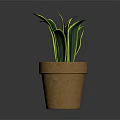 Green Potted Plant With Yellow Edged Leaves In Brown Terracotta Pot