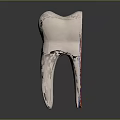 Anatomical 3D Tooth Organ Model With Colorful Lines And Black Background Reflection