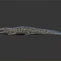 3D Crocodile Model With Blue Back Open Mouth And Gray Background Reflection