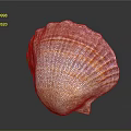 Artistic Shell Sculpture Carving With Detailed Pink Orange Stripes On Black Background