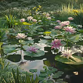Beautiful Water Lilies And Lily Pads In Pond With Green Plants And Yellow Flowers
