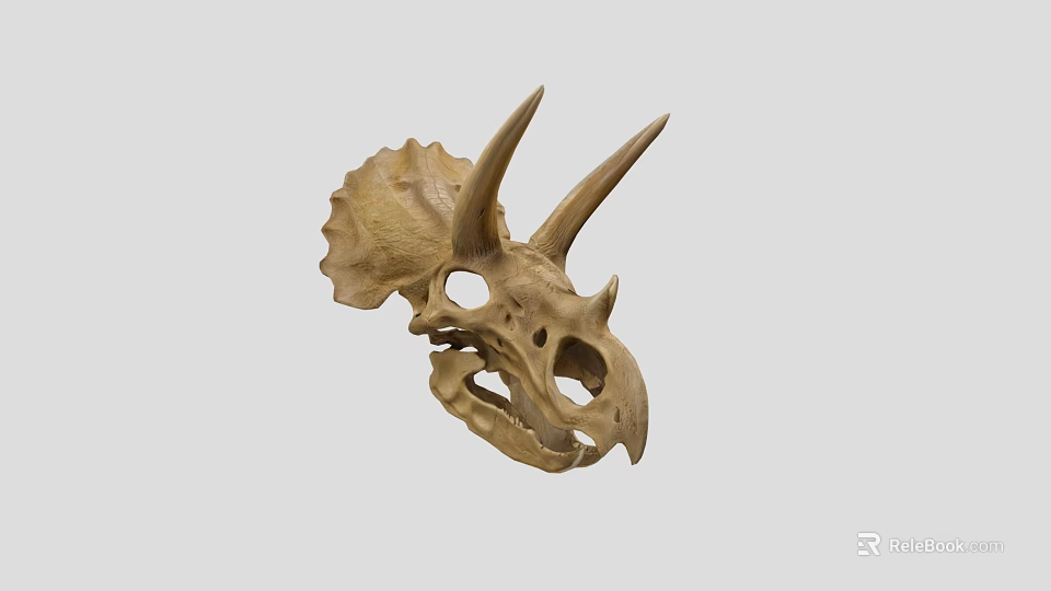 Triceratops Skull Fossil With Prominent Horns And Detailed Skeletal Structure On Neutral Background 3d model 