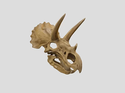 Triceratops Skull Fossil With Prominent Horns And Detailed Skeletal Structure On Neutral Background 3d model