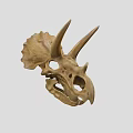 Triceratops Skull Fossil With Prominent Horns And Detailed Skeletal Structure On Neutral Background