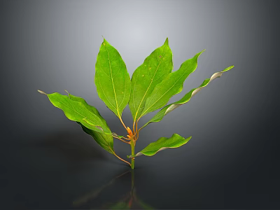 Fresh Vibrant Green Leafy Plant With Multiple Leaves On Dark Background 3d model