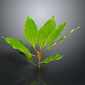 Fresh Vibrant Green Leafy Plant With Multiple Leaves On Dark Background