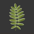 Lush Green Compound Leaf Plant Organ With Feathery Leaflets On Dark Background