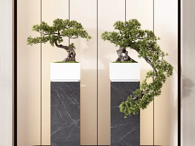 Pine Bonsai Trees On Black Marble Pedestals With White Bases And Light Wall Background 3d model