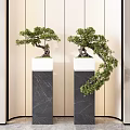 Pine Bonsai Trees On Black Marble Pedestals With White Bases And Light Wall Background