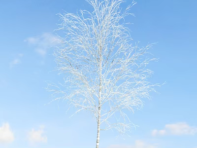 Leafless Birch Tree Standing Against Clear Blue Sky With White Clouds 3d model