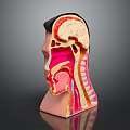 Realistic Human Head Anatomy Model Displaying Internal Organs Such As Brain And Throat