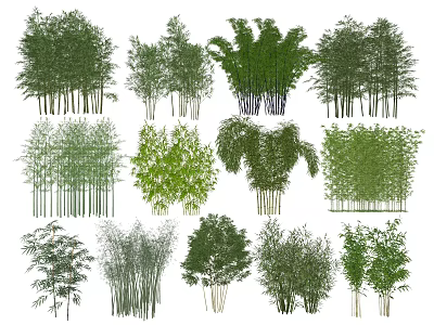 Diverse Bamboo Species Showcasing Green Foliage and Various Stem Structures 3d model