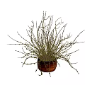 Yellow Blossom Flowers Arranged in Wooden Vase for Home Interior Decor
