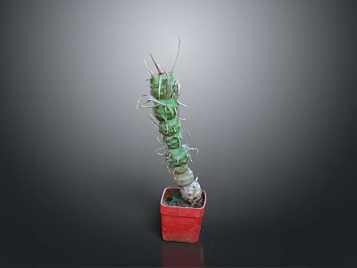 Red Potted Cactus Plant With Green Segmented Stems And Sharp Spines On Dark Background 3d model