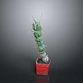 Red Potted Cactus Plant With Green Segmented Stems And Sharp Spines On Dark Background