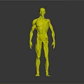 Detailed Human Organ Anatomy 3D Model Showing Muscular And Skeletal Structure