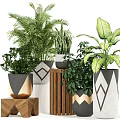 Bonsai Potted Plants with Various Green Foliage Geometric Patterned Black White Gold Pots Wooden Stands
