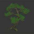 Bonsai Tree with Curved Trunk Exposed Roots and Lush Green Leaves against Dark Background
