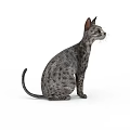 Adorable Grey Spotted Domestic Cat Sitting Calmly Isolated On White Background Pet Portrait