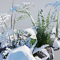 Natural Winter Flower Arrangement With Snow Covered Green Leaves And White Stones