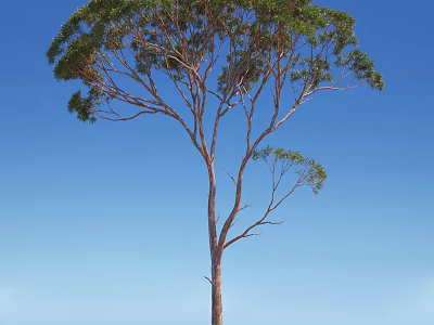 Tall Arbor With Green Leaves And Curved Branches Against Blue Sky 3d model