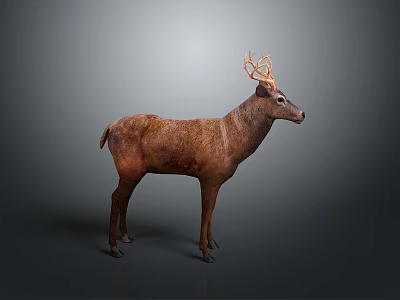 Detailed Realistic Brown Deer Standing With Antlers In 3D Render Studio Background 3d model