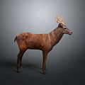 Detailed Realistic Brown Deer Standing With Antlers In 3D Render Studio Background