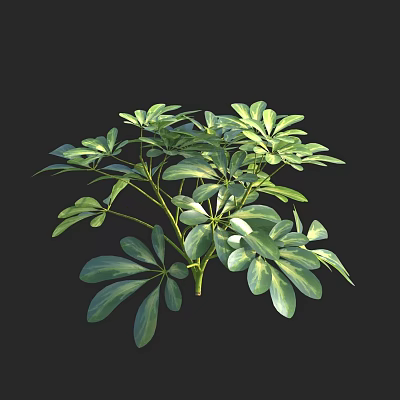 Healthy Lush Green Shrub With Branchy Stems And Vibrant Green Leaves 3d model
