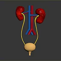 3D Rendered Human Kidneys And Bladder Anatomical Structure With Blood Vessels