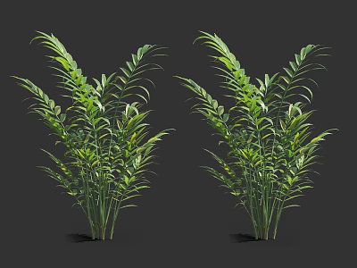 Green Bamboo Plants With Lush Foliage And Long Leaves For Decorative Use 3d model