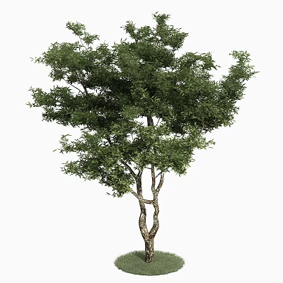 Tall Tree With Lush Green Foliage And Brown Trunk In Garden Landscape 3d model
