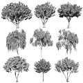 Various Arbor Trees With Weeping Willow And Round Crown Shapes And Green Foliage For Landscaping
