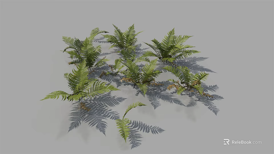 Lush Green Ferns With Pinnate Fronds Naturally Growing On Gray Background 3d model 