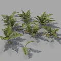 Lush Green Ferns With Pinnate Fronds Naturally Growing On Gray Background