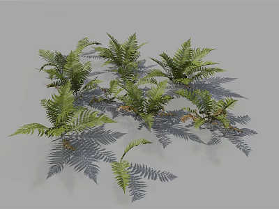 Lush Green Ferns With Pinnate Fronds Naturally Growing On Gray Background 3d model