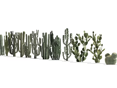 Various Cactus Bonsai Succulent Plants For Indoor Decorative Potted Collection 3d model