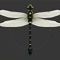modern dragonfly thin-winged dragonfly lexian dragonfly 3d model