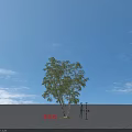 Weeping Birch Tree Standing 16 Meters Tall In Open Ground With Blue Sky