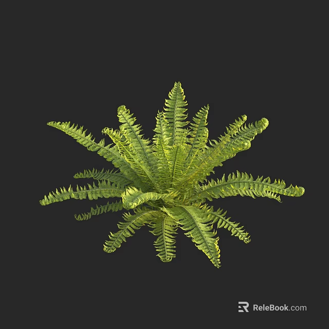 Detailed 3D Rendered Green Fern Plant With Feathery Leaves On Black Background 3d model 